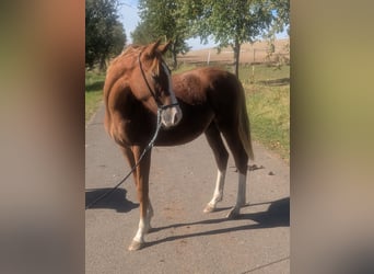 Duitse rijpony Mix, Hengst, 2 Jaar, 142 cm, Vos