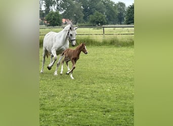 Duitse rijpony, Hengst, 2 Jaar, 143 cm, Donkere-vos