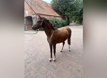 Duitse rijpony, Hengst, 2 Jaar, 143 cm, Donkere-vos