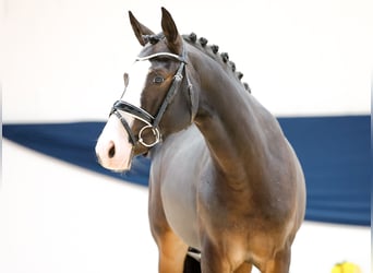 Duitse rijpony, Hengst, 2 Jaar, 144 cm, Donkerbruin