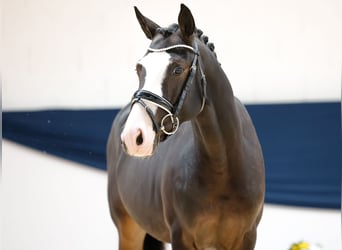 Duitse rijpony, Hengst, 2 Jaar, 144 cm, Donkerbruin