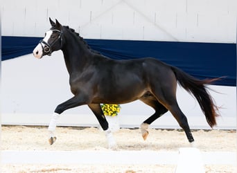 Duitse rijpony, Hengst, 2 Jaar, 144 cm, Donkerbruin