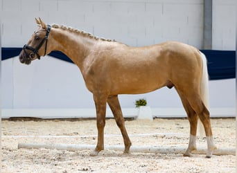 Duitse rijpony, Hengst, 2 Jaar, 144 cm, Palomino