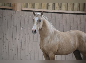 Duitse rijpony, Hengst, 2 Jaar, 144 cm, Palomino