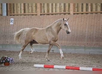 Duitse rijpony, Hengst, 2 Jaar, 144 cm, Palomino