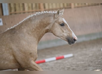 Duitse rijpony, Hengst, 2 Jaar, 144 cm, Palomino