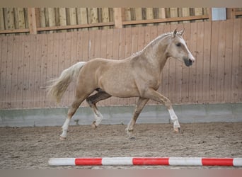 Duitse rijpony, Hengst, 2 Jaar, 144 cm, Palomino