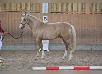 Duitse rijpony, Hengst, 2 Jaar, 144 cm, Palomino