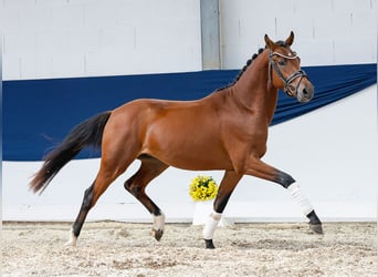Duitse rijpony, Hengst, 2 Jaar, 145 cm, Bruin