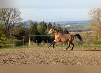 Duitse rijpony, Hengst, 2 Jaar, 145 cm, Buckskin