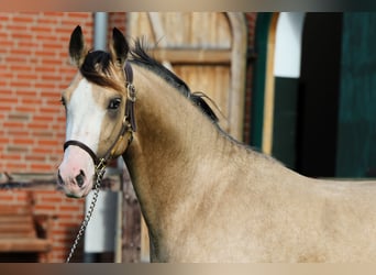 Duitse rijpony, Hengst, 2 Jaar, 145 cm, Buckskin