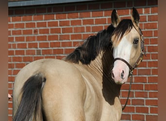 Duitse rijpony, Hengst, 2 Jaar, 145 cm, Buckskin