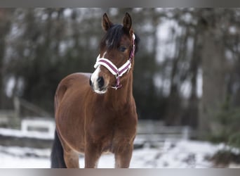 Duitse rijpony, Hengst, 2 Jaar, 145 cm, Donkerbruin