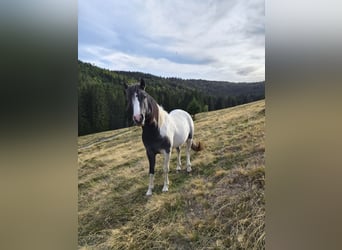 Duitse rijpony Mix, Hengst, 2 Jaar, 145 cm, Gevlekt-paard