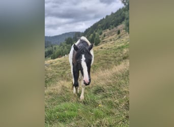 Duitse rijpony Mix, Hengst, 2 Jaar, 145 cm, Gevlekt-paard