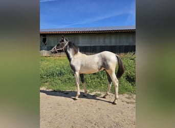 Duitse rijpony Mix, Hengst, 2 Jaar, 145 cm, Gevlekt-paard