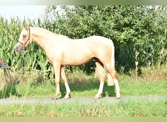 Duitse rijpony, Hengst, 2 Jaar, 145 cm, Palomino