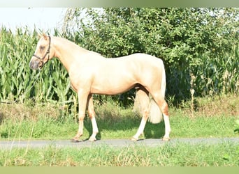 Duitse rijpony, Hengst, 2 Jaar, 145 cm, Palomino