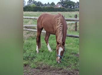 Duitse rijpony, Hengst, 2 Jaar, 145 cm, Roan-Red