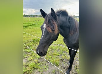 Duitse rijpony Mix, Hengst, 2 Jaar, 145 cm, Zwart