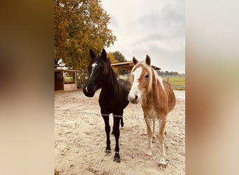 Duitse rijpony Mix, Hengst, 2 Jaar, 145 cm, Zwart