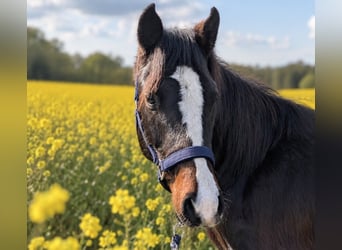 Duitse rijpony, Hengst, 2 Jaar, 146 cm, Bruin