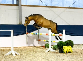 Duitse rijpony, Hengst, 2 Jaar, 146 cm, Bruin