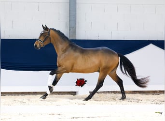 Duitse rijpony, Hengst, 2 Jaar, 146 cm, Bruin