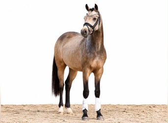 Duitse rijpony, Hengst, 2 Jaar, 146 cm, Buckskin