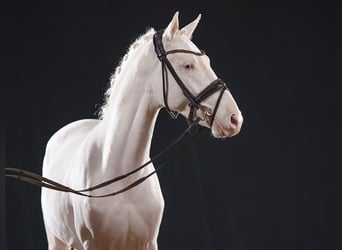 Duitse rijpony, Hengst, 2 Jaar, 146 cm, Cremello