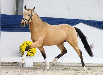 Duitse rijpony, Hengst, 2 Jaar, 146 cm, Falbe