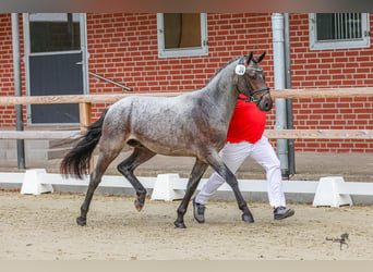 Duitse rijpony, Hengst, 2 Jaar, 146 cm, Roan-Bay