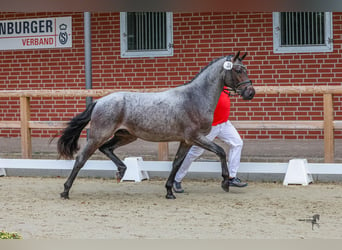 Duitse rijpony, Hengst, 2 Jaar, 146 cm, Roan-Bay