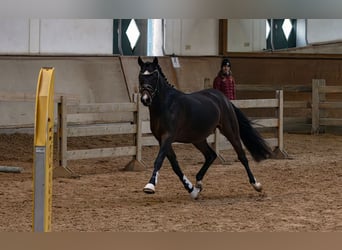 Duitse rijpony, Hengst, 2 Jaar, 146 cm, Zwartbruin