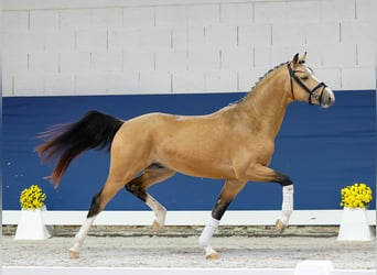 Duitse rijpony, Hengst, 2 Jaar, 147 cm, Falbe