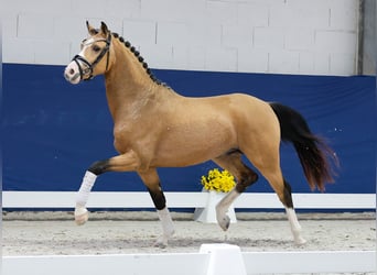 Duitse rijpony, Hengst, 2 Jaar, 147 cm, Falbe