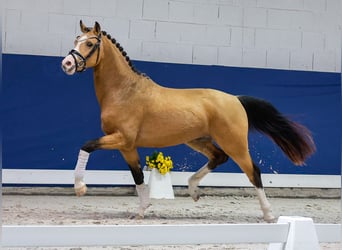 Duitse rijpony, Hengst, 2 Jaar, 147 cm, Falbe