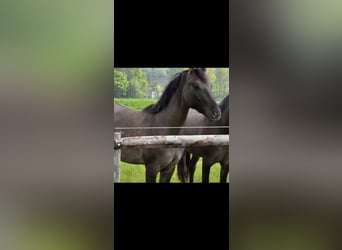 Duitse rijpony, Hengst, 2 Jaar, 147 cm, Grullo