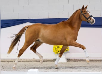 Duitse rijpony, Hengst, 2 Jaar, 147 cm, Palomino