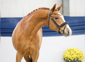 Duitse rijpony, Hengst, 2 Jaar, 147 cm, Palomino