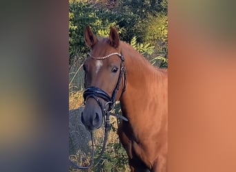 Duitse rijpony, Hengst, 2 Jaar, 147 cm, Vos