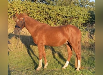 Duitse rijpony, Hengst, 2 Jaar, 147 cm, Vos