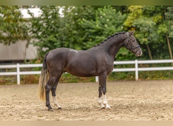 Duitse rijpony, Hengst, 2 Jaar, 147 cm, Zwart