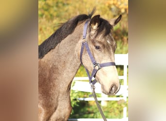 Duitse rijpony, Hengst, 2 Jaar, 148 cm, Buckskin