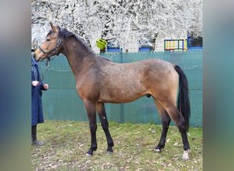 Duitse rijpony, Hengst, 2 Jaar, 148 cm, Buckskin