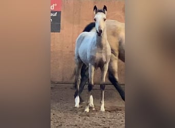 Duitse rijpony, Hengst, 2 Jaar, 148 cm, Buckskin