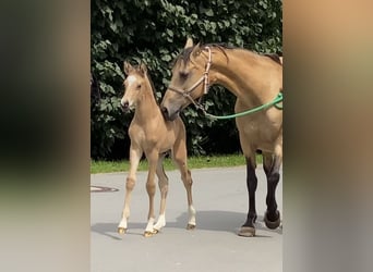 Duitse rijpony, Hengst, 2 Jaar, 148 cm, Buckskin