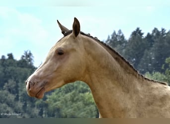 Duitse rijpony, Hengst, 2 Jaar, 148 cm, Champagne