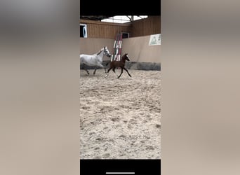 Duitse rijpony, Hengst, 2 Jaar, 148 cm, Donkere-vos