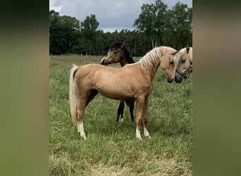 Duitse rijpony, Hengst, 2 Jaar, 148 cm